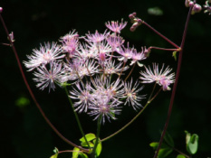 Thalictrum aquilegifolium Akeleiruit bestellen